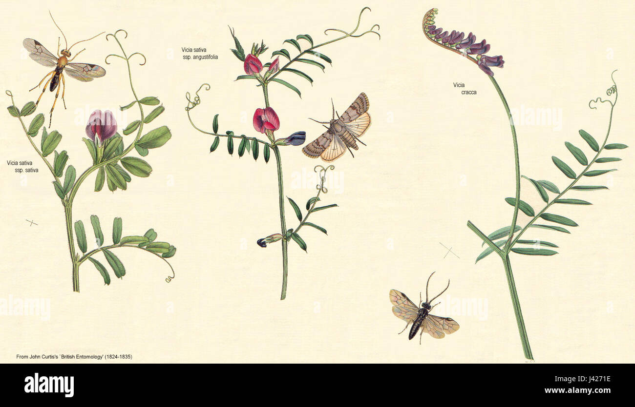 A botanical reference to the Leguminosae family, accompanied by studies ...