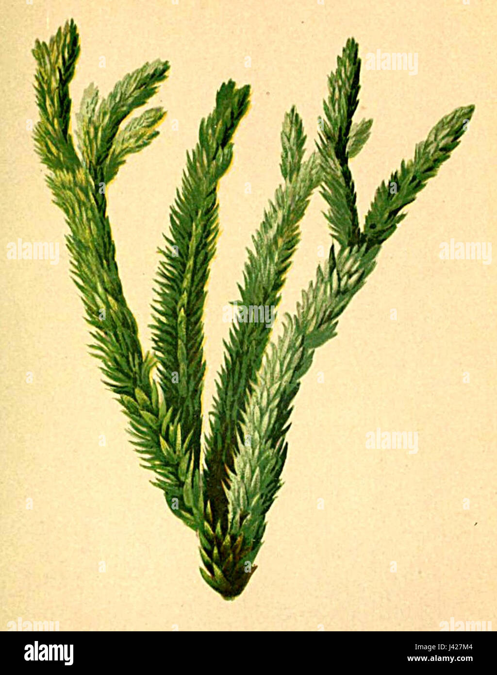 Lycopodium selago Atlas Alpenflora Stock Photo