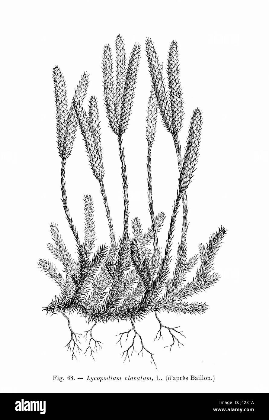 Lycopodium clavatum (dessin) Stock Photo