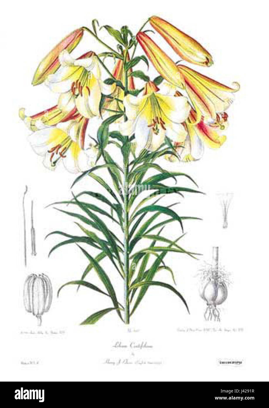 Lilium leucanthum var. centifolium Stock Photo