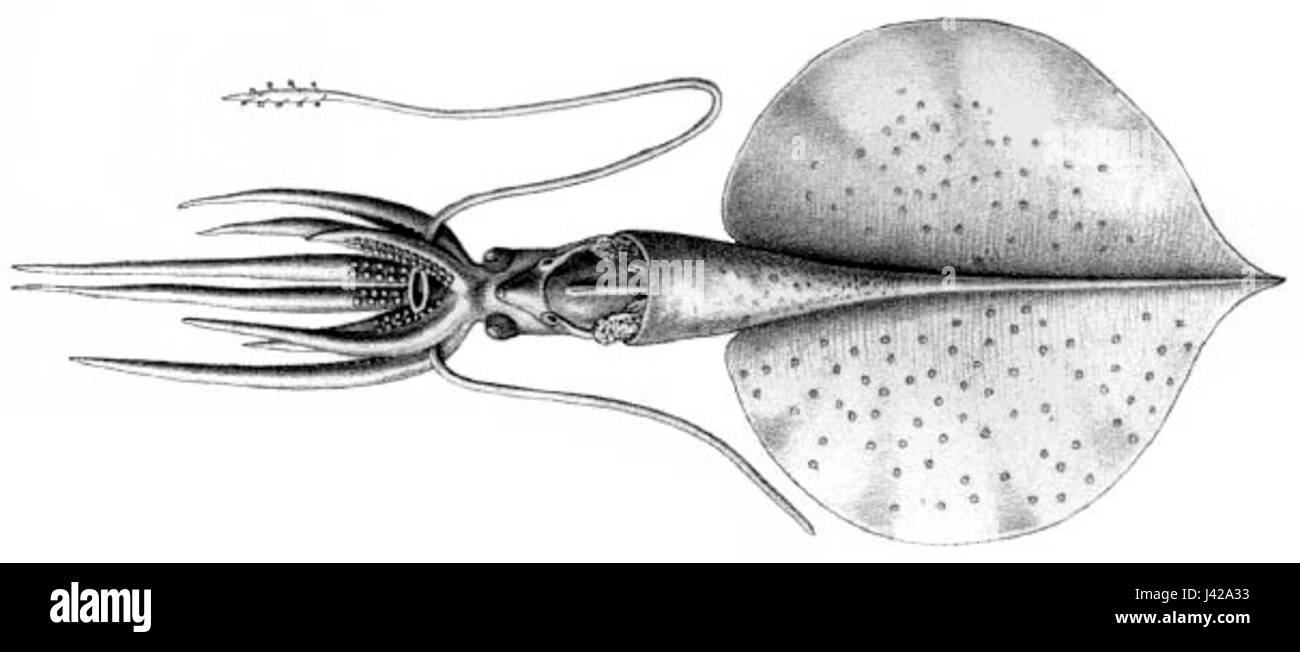 Magnapinna talismani, a species of deep-sea squid known for its unique ...