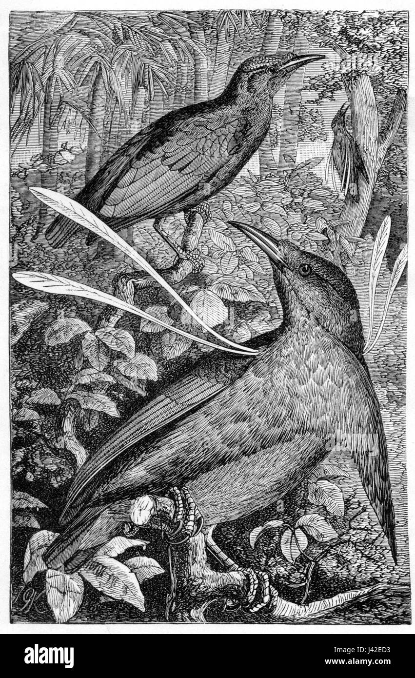 Malay Archipelago Wallace's Standardwing Stock Photo