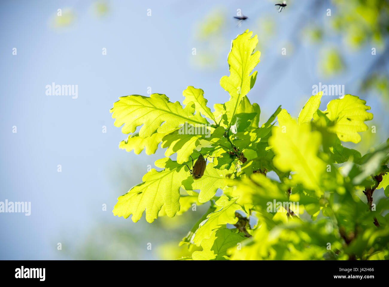 May bugs on a branches with leaves Stock Photo