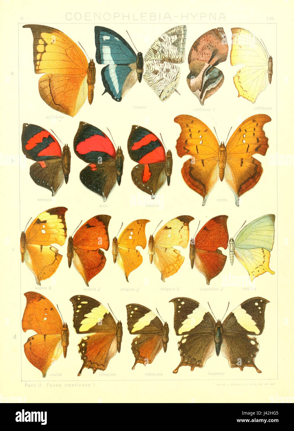 Macrolepidoptera refers to a classification of large moths and ...