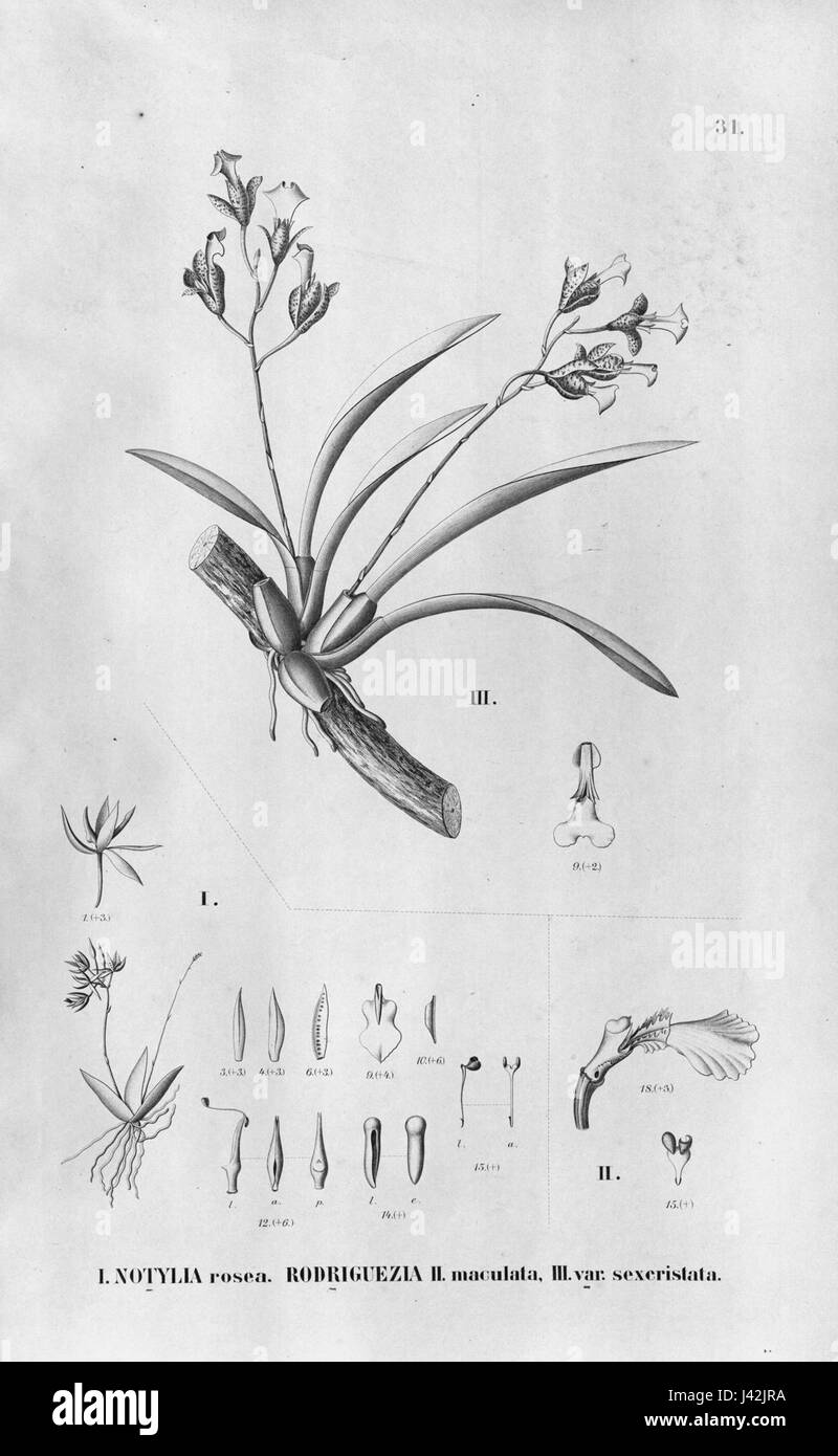 Macroclinium roseum (as Notylia rosea)   Rodriguezia sticta (as Rodriguezia maculata)   Fl.Br.3 6 31 Stock Photo