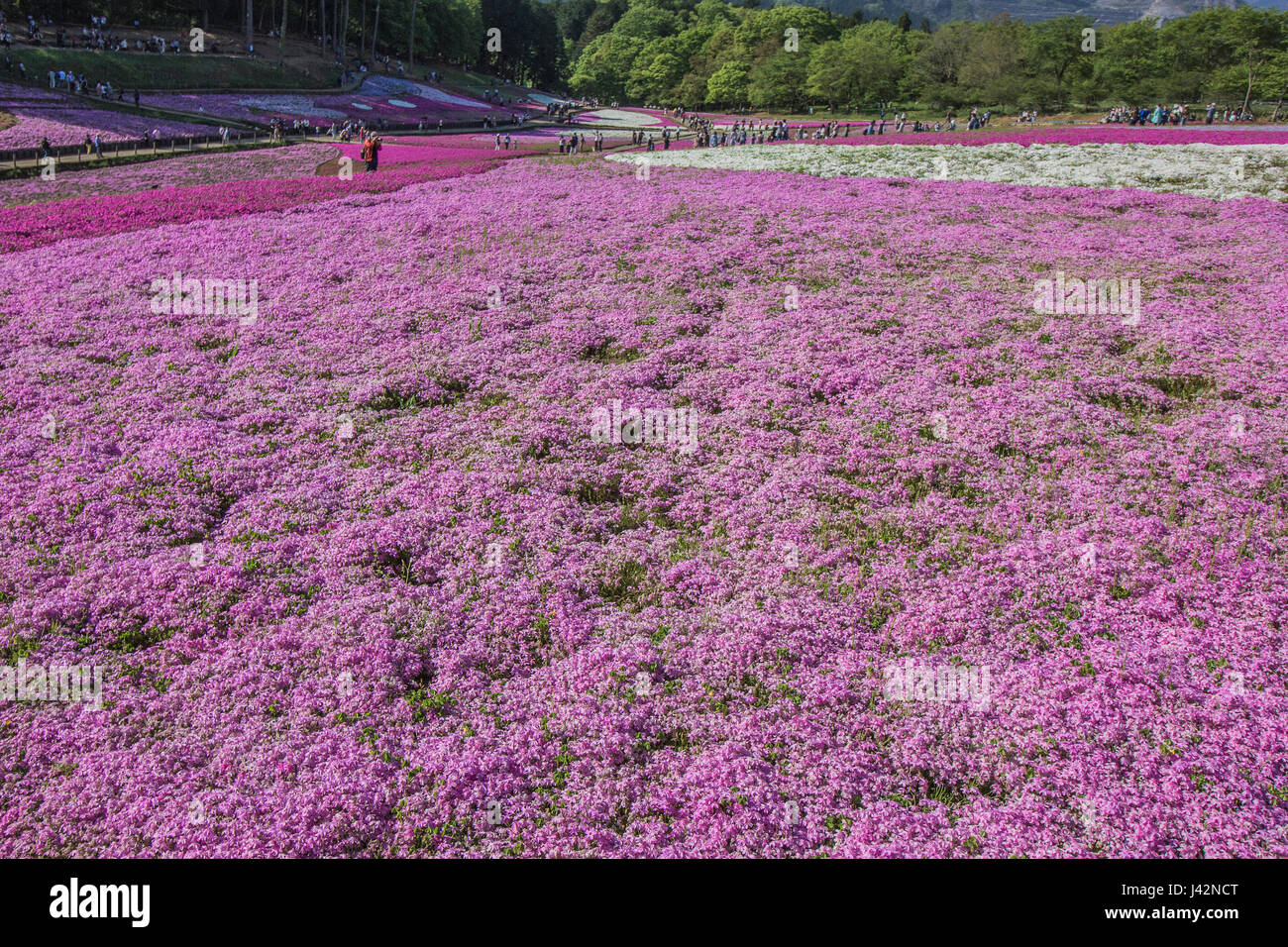 Hitsujiyama Moss Phlox Shibazakura is a hit in Japan during springtime, and one of the best places to view moss phlox in the Tokyo area this is at Hit Stock Photo