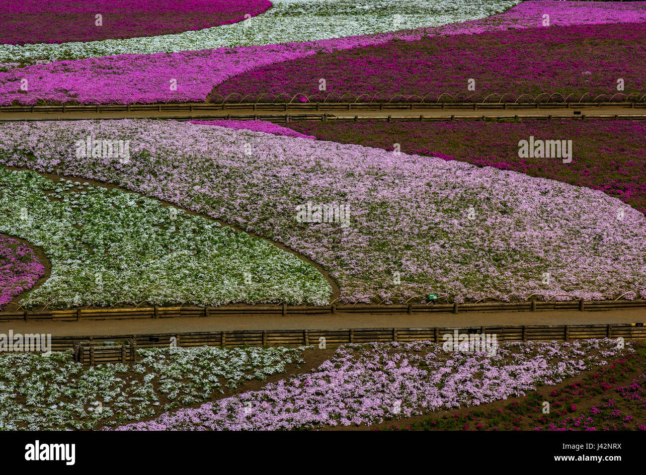 Hitsujiyama Moss Phlox Shibazakura is a hit in Japan during springtime, and one of the best places to view moss phlox in the Tokyo area this is at Hit Stock Photo