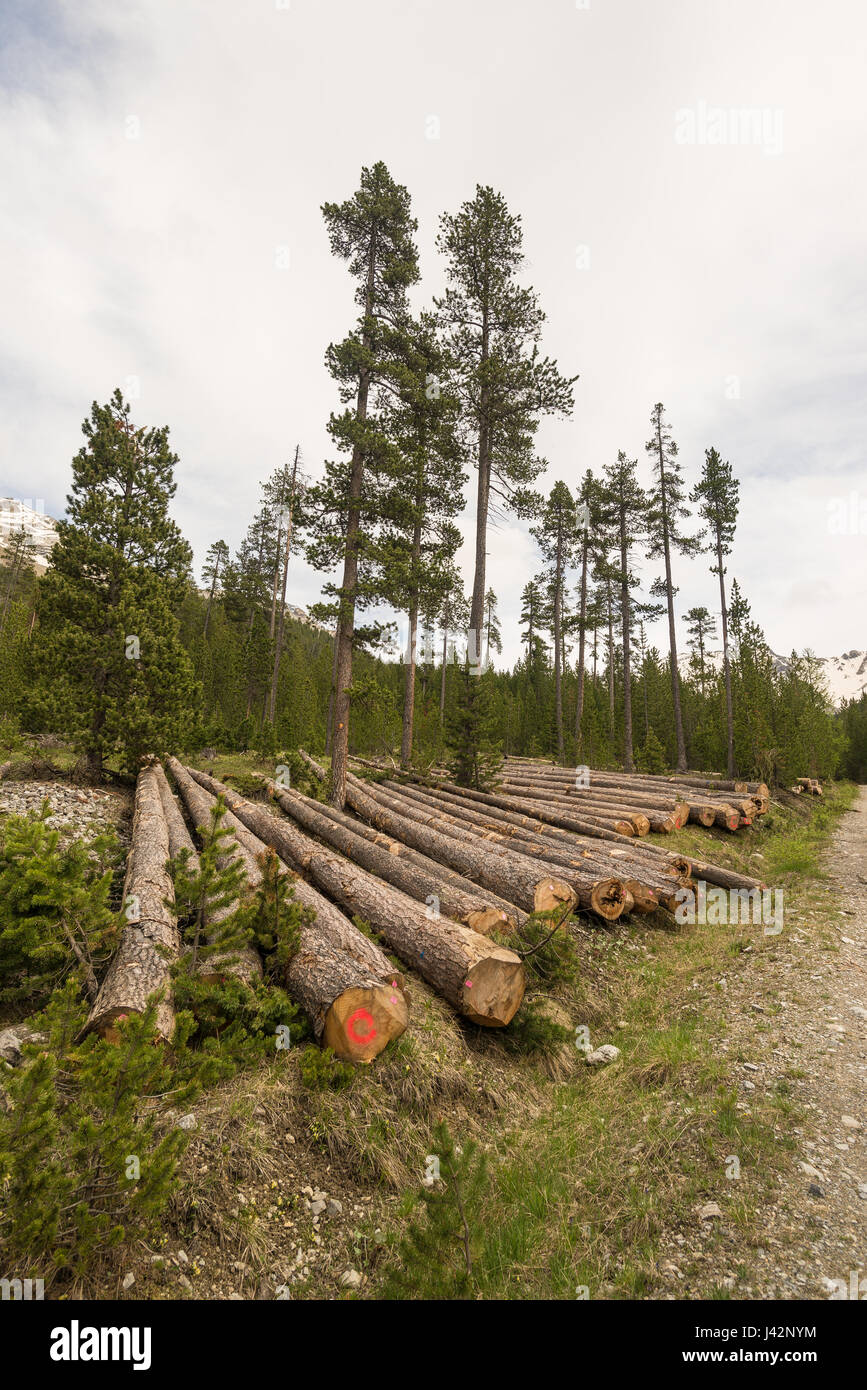 Deforestation in the Alps. Tree trunk stack from lumber industry in alpine woodland. Stock Photo