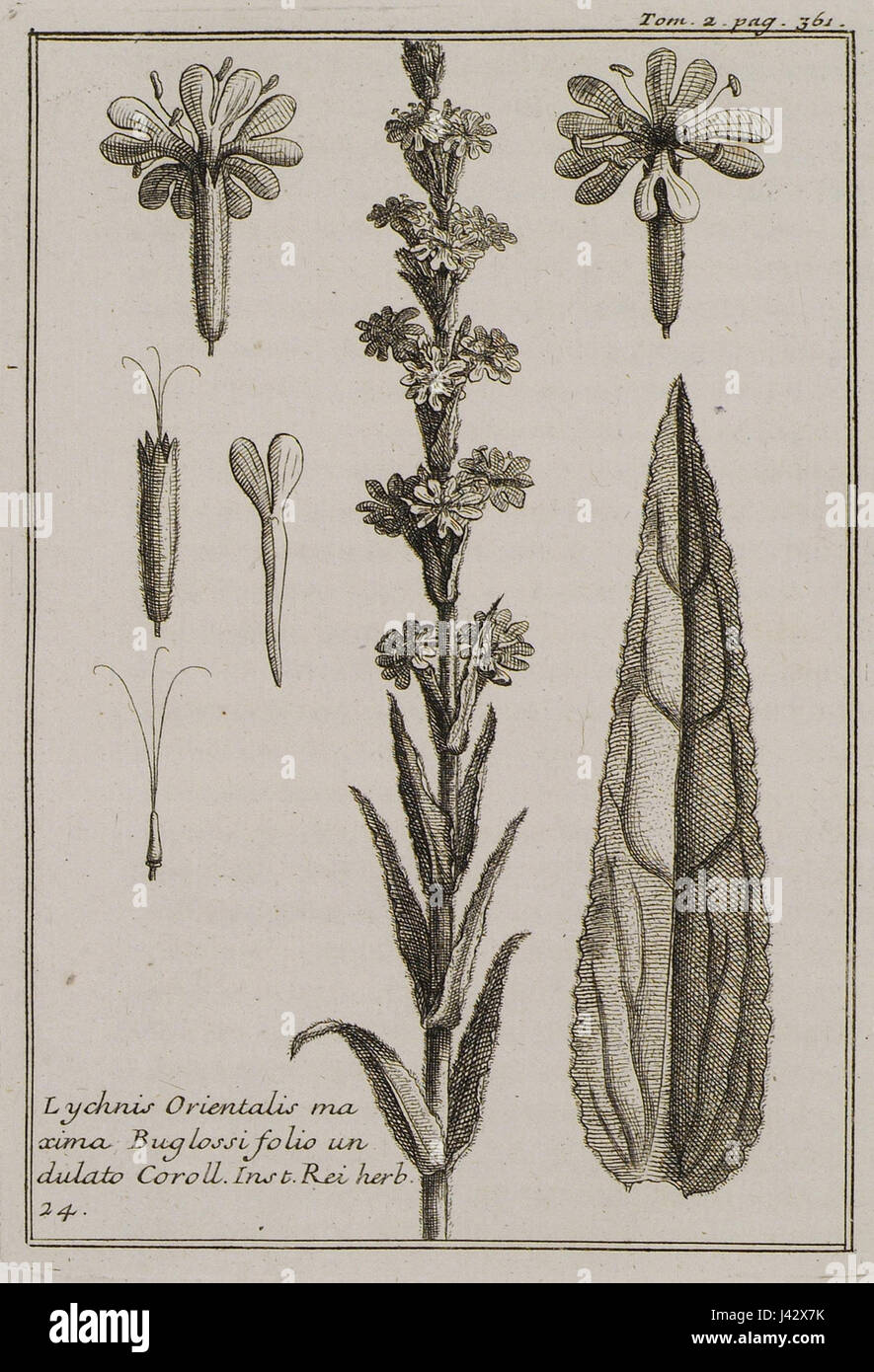 Lychnis Orientalis maxima Buglossi folio undulato Coroll Inst Rei herb 24   Tournefort Joseph Pitton De   1717 Stock Photo