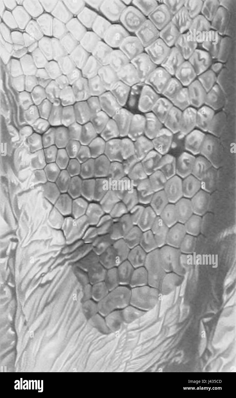 Lepidoteuthis grimaldii scales Stock Photo