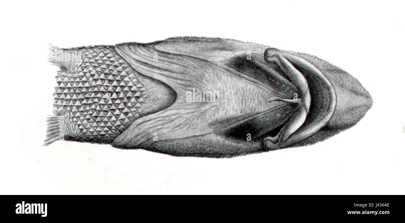 Grenadiers fish hi-res stock photography and images - Alamy