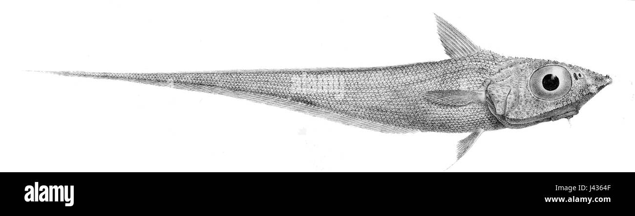 Macrourus holotrachys is a species of deep-sea fish, known for its elongated body and large fins. It inhabits the deep waters of the ocean, where it is part of the diverse marine ecosystem. Stock Photo