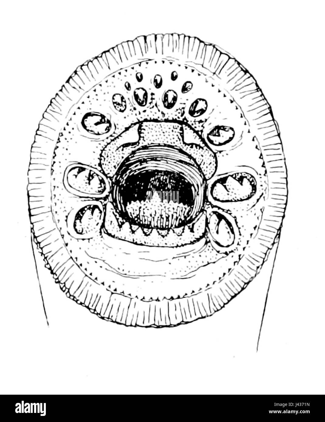 Lampetra fluviatilis mouth Stock Photo