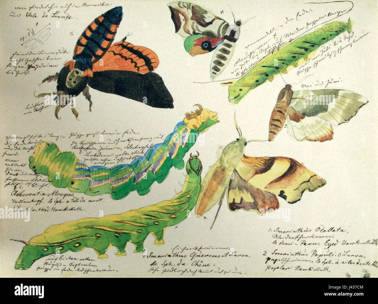 '4 Schmetterlinge und 3 Raupen' by Max Gabriel von is an art piece ...
