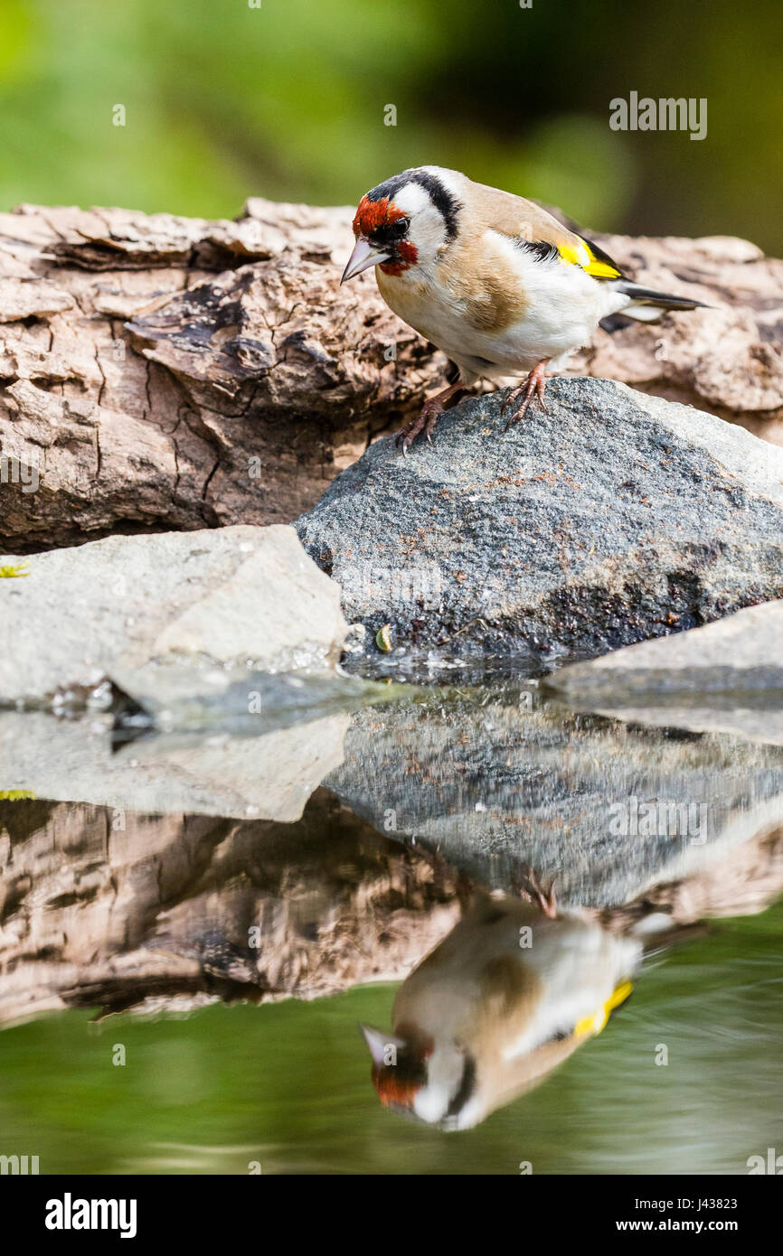 Goldfinch foraging in a rural garden in Spring Stock Photo - Alamy