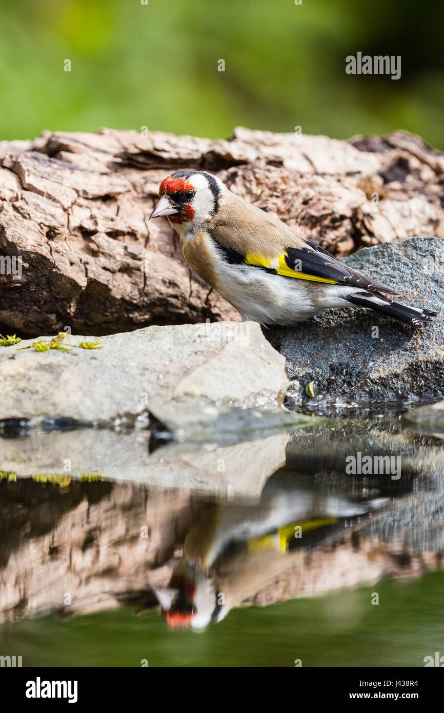 Ceredigion europe finches goldfinch hi-res stock photography and images ...