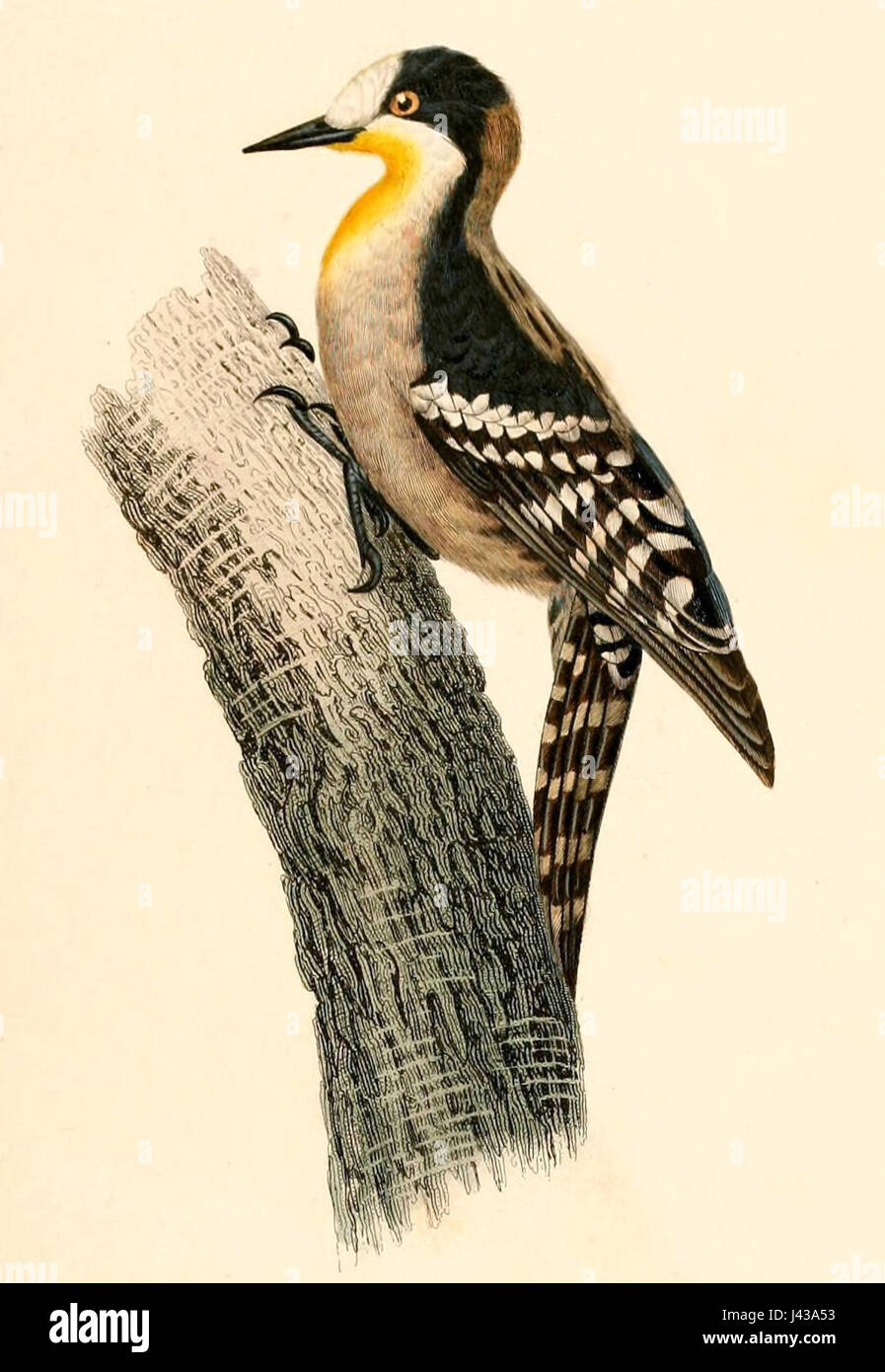 Melanerpes cactorum 1847 Stock Photo