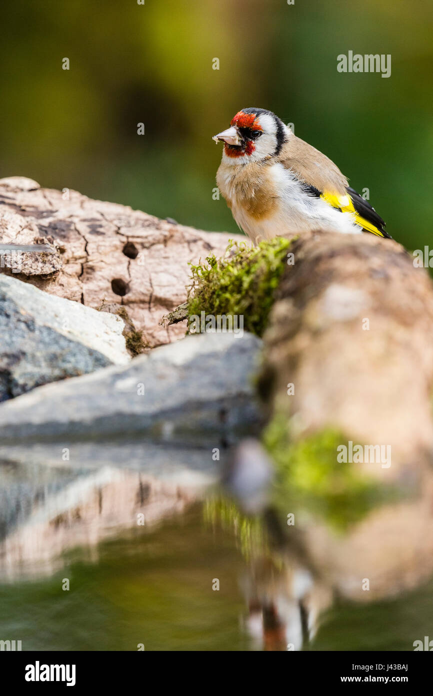 Ceredigion europe finches goldfinch hi-res stock photography and images ...