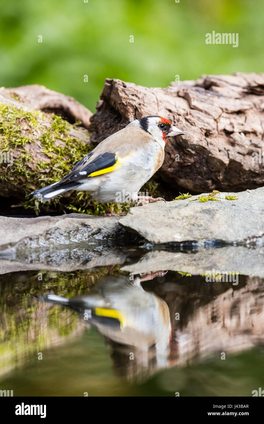 Ceredigion europe finches goldfinch hi-res stock photography and images ...