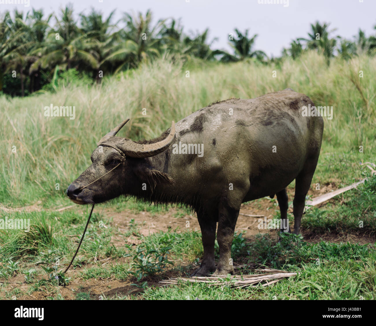 Carabao philippines hires stock photography and images Alamy