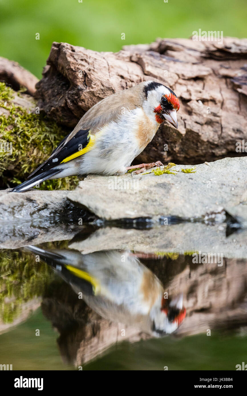 Finch Foraging Ceredigion europe finches goldfinch hi-res stock photography and images ...