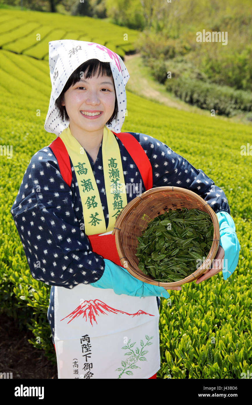 Young japanese woman with traditional clothing kimono harvesting green tea leaves on farmland of tea plantation Stock Photo