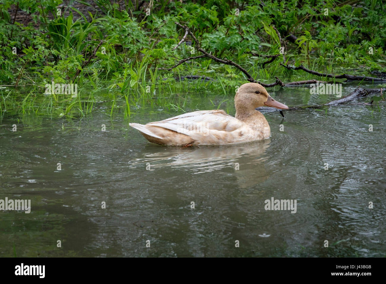 Domestic allard hen (Anas platyrhynchos) swimming alone, blonde park mallard, leucistic female mallard duck, dabbling duck, blonde mallard. Stock Photo