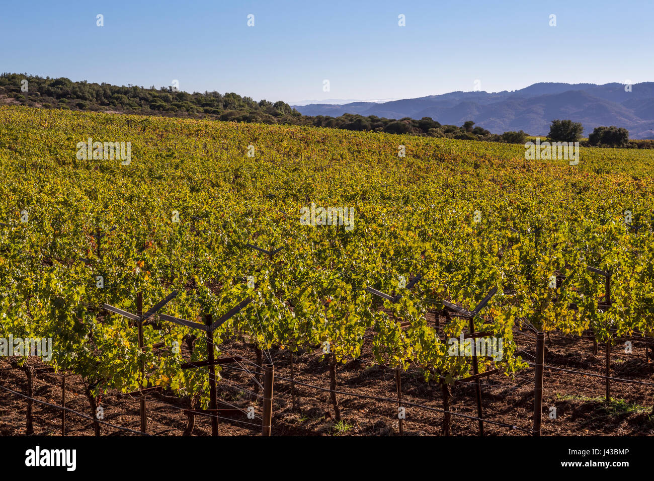grape vineyard, vineyard, vineyards, Pritchard Hill, Saint Helena, Napa