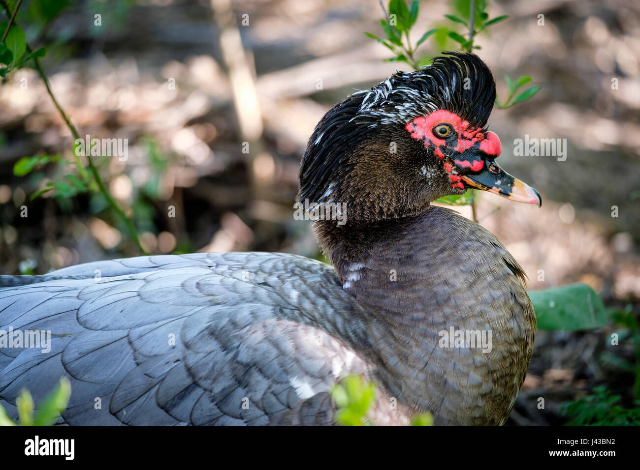 Gray, grey Muscovy duck (Cairina moschata) portrait, close-up, face, feral duck, male, drake Muscovy duck, black crest, red caruncling. Stock Photo
