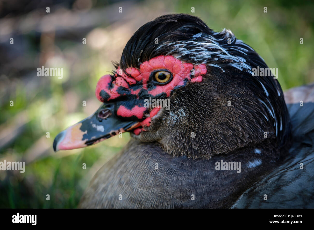 Gray, grey, blue drake Muscovy duck (Cairina moschata) portrait, close-up, face, feral duck, male, black crest, red caruncling, looking at camera. Stock Photo