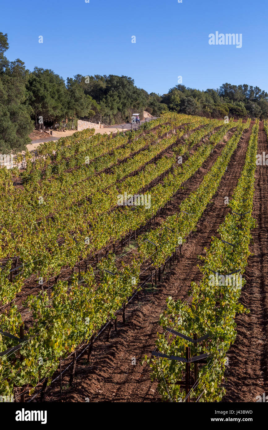 people, tourists, vineyard tour, grape vineyard, grape vineyards