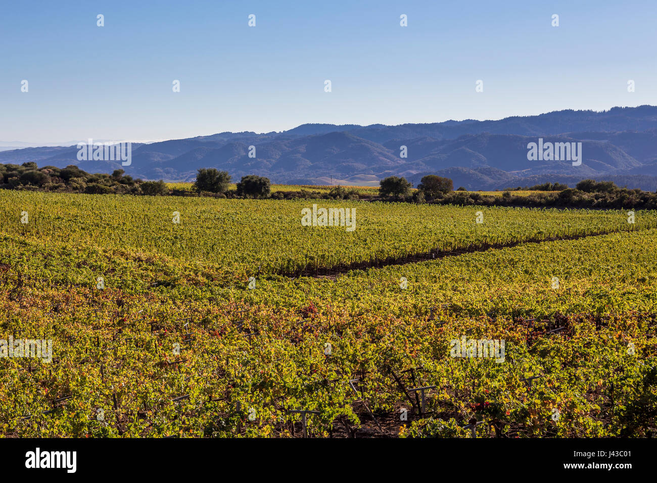grape vineyard, vineyard, vineyards, Pritchard Hill, Saint Helena, Napa Valley, California Stock Photo