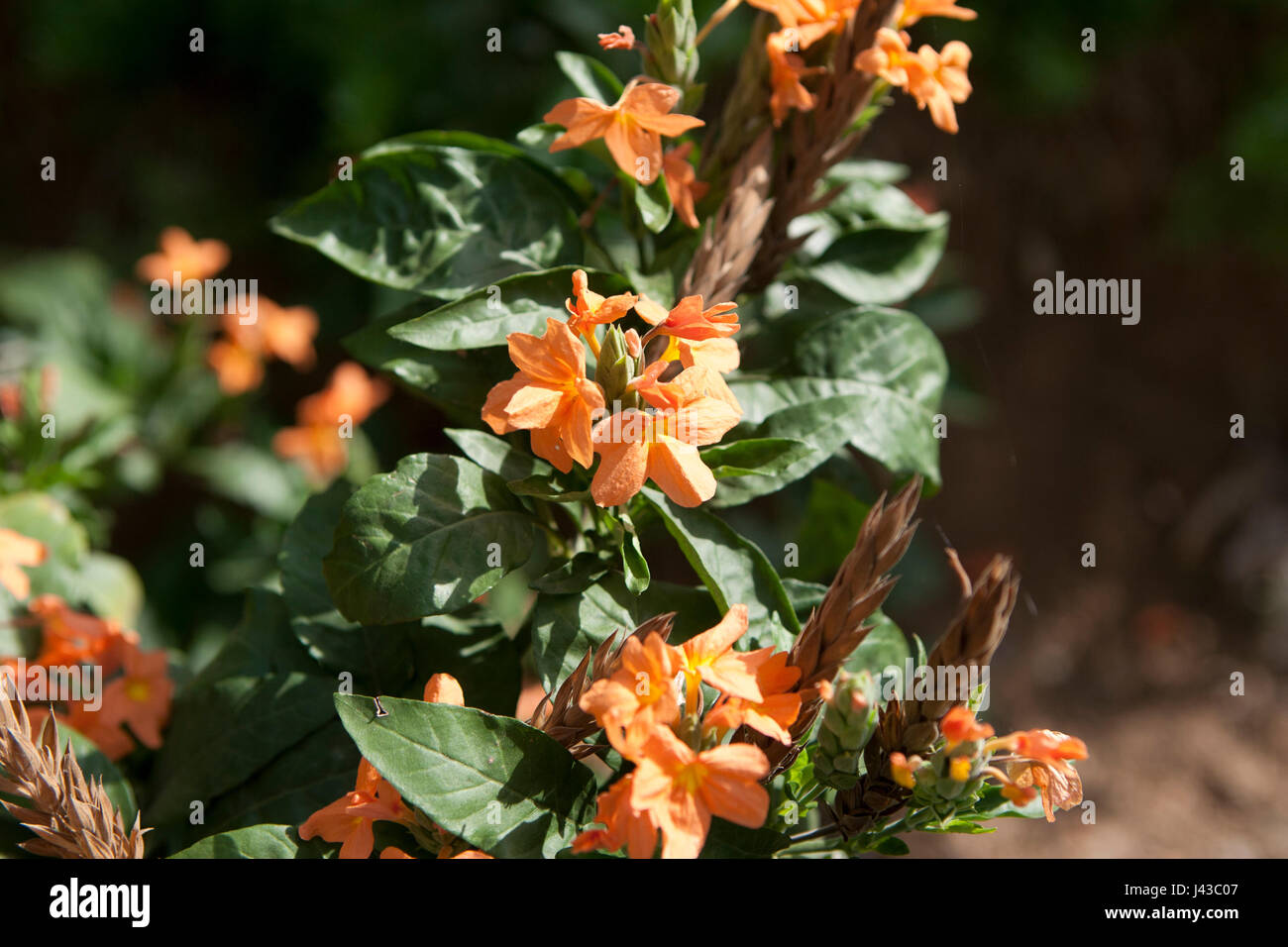 Crossandra infundibuliformis (firecracker flower), is a species of flowering plant in the family Acanthaceae, native to southern India and Sri Lanka Stock Photo