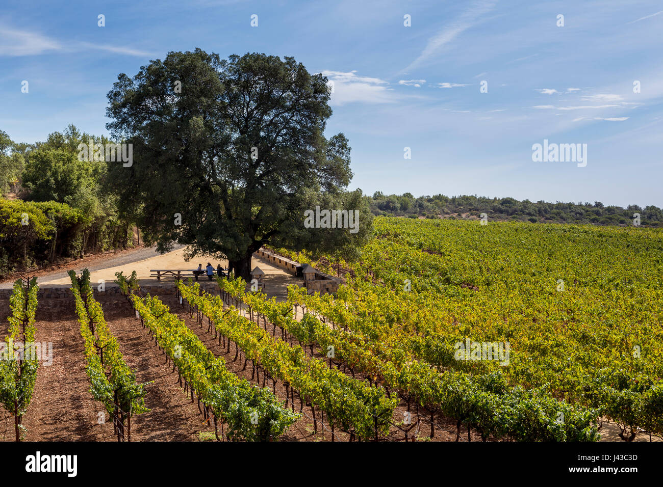 people, tourists, outdoor wine tasting, wine tasting, grape vineyard