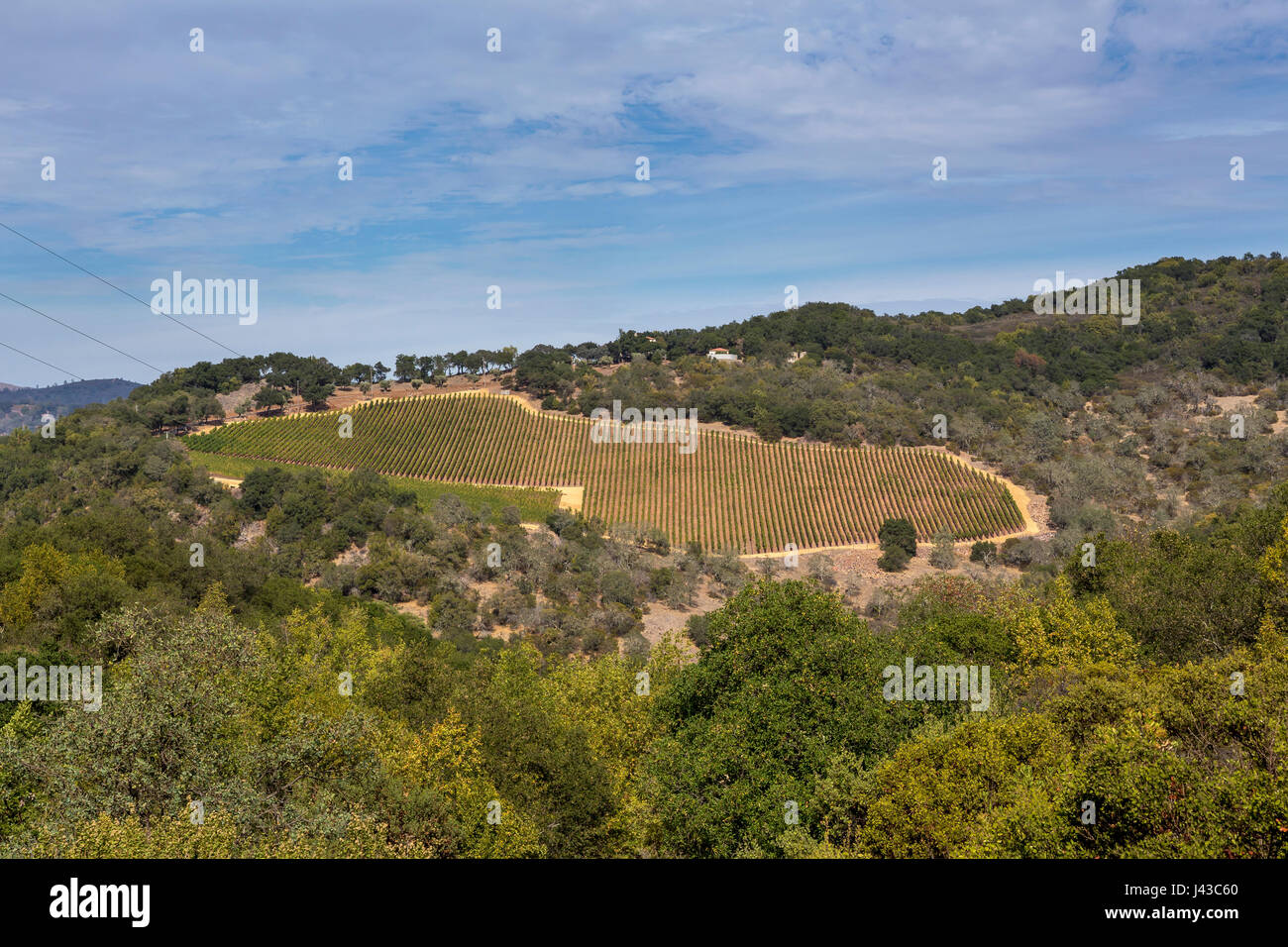 grape vineyard, vineyard, vineyards, Pritchard Hill, Saint Helena, Napa Valley, California Stock Photo