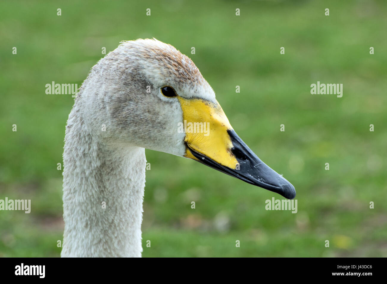 Close up of head of young Whooper swan Stock Photo