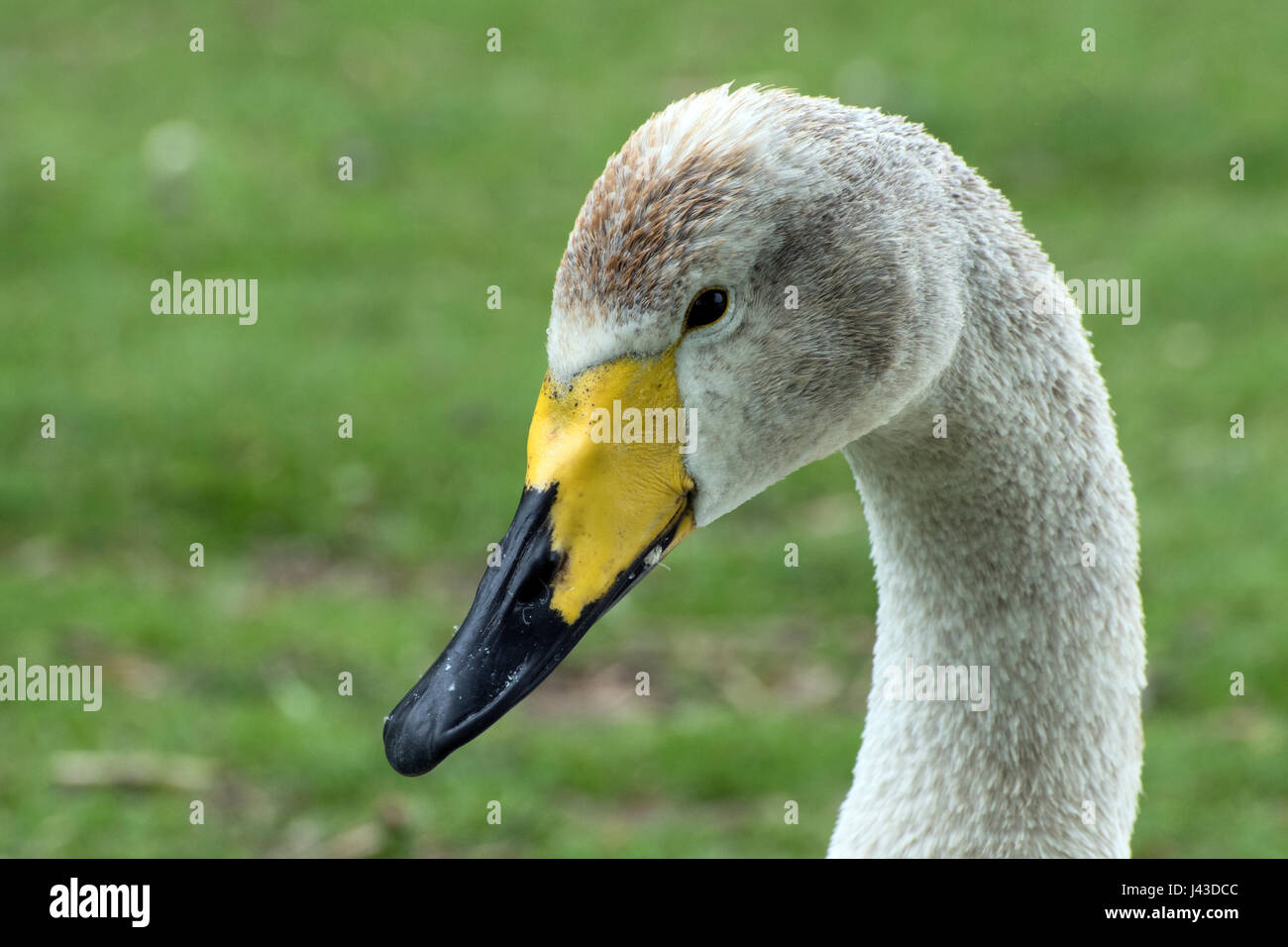Head of juvenile Whooper swan Stock Photo