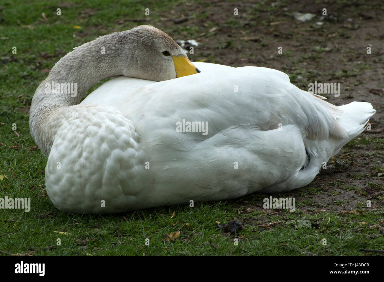 Head of juvenile Whooper swan Stock Photo