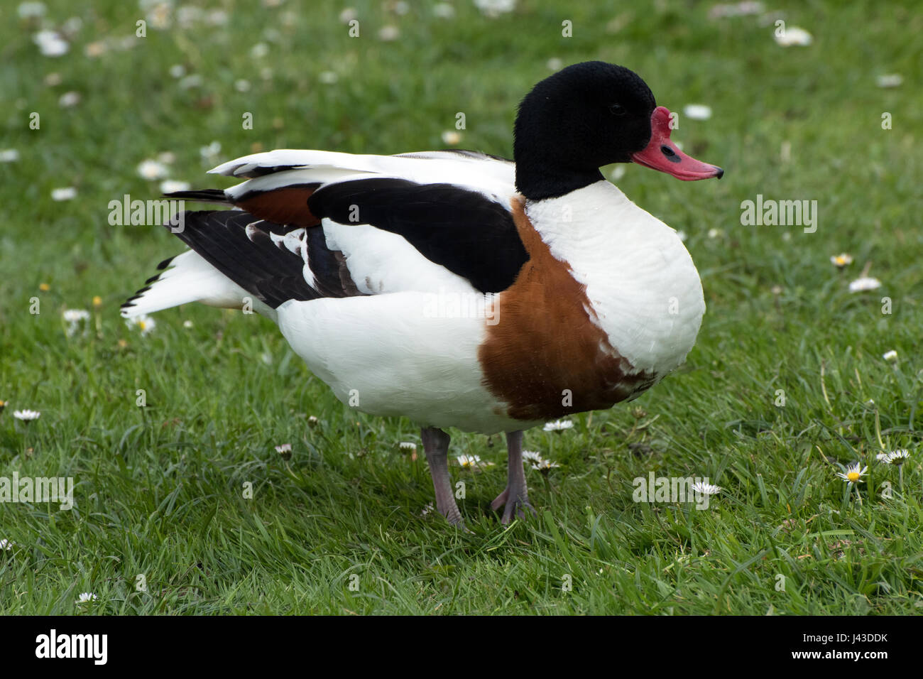 Shellduck standing on grass Stock Photo - Alamy