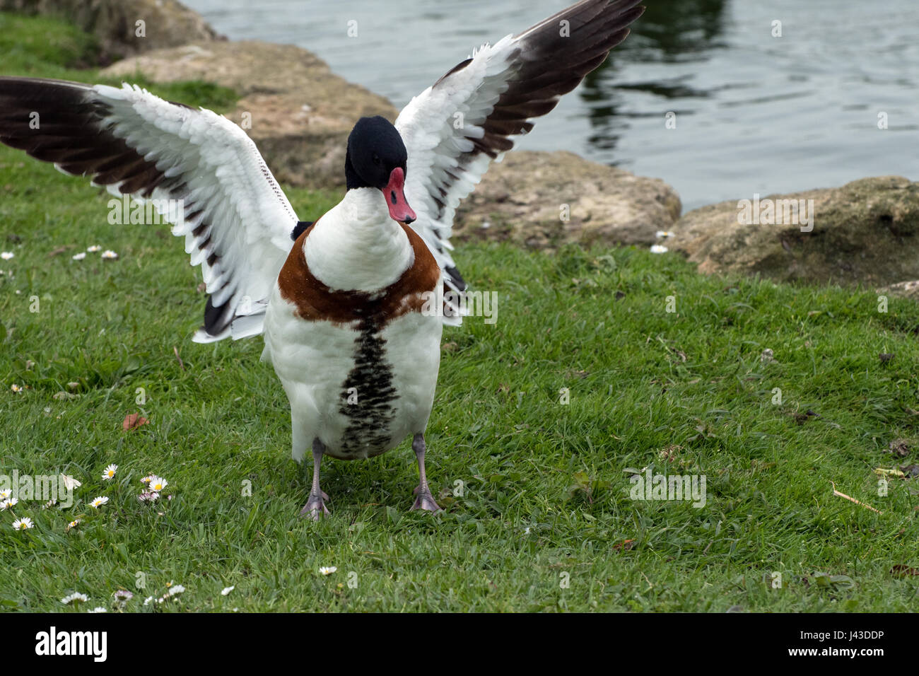 Shell Duck Flying Shellduck spreading its wings Stock Photo - Alamy