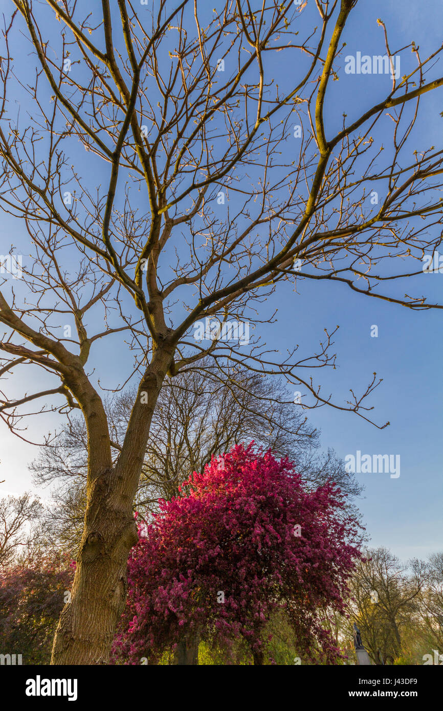 Beautiful scene of a blossomed kwazan cherry tree and other trees on a  sunny springtime afternoon at Whitworth Park in Manchester, UK Stock Photo