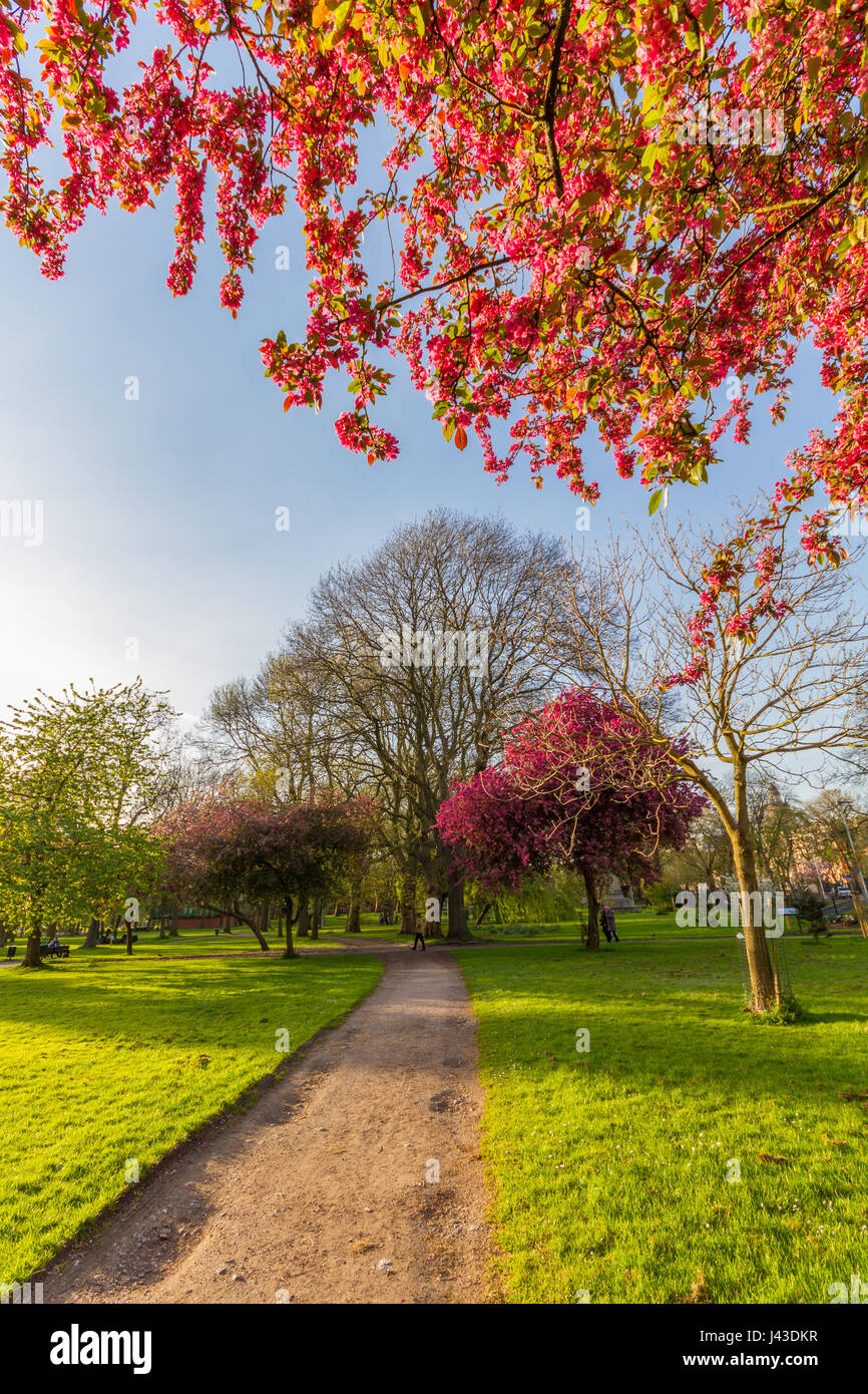 Beautiful scene of a walkway, blossomed kwazan cherry trees and other trees on a  sunny springtime afternoon at Whitworth Park in Manchester, UK Stock Photo