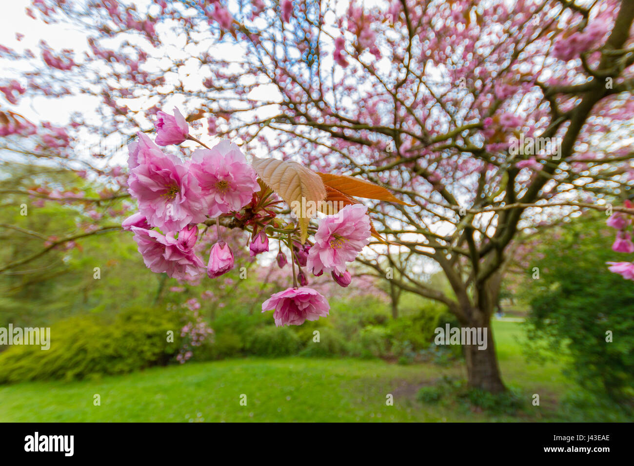 Close-up on the pink blossoms  and leaves of a prunus serrulata kwanzan cherry tree in Jesmond Dene park in Newcastle, UK shot on an April spring afte Stock Photo