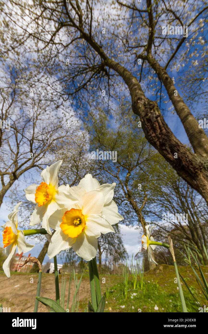 Plant daffodils under trees hires stock photography and images Alamy