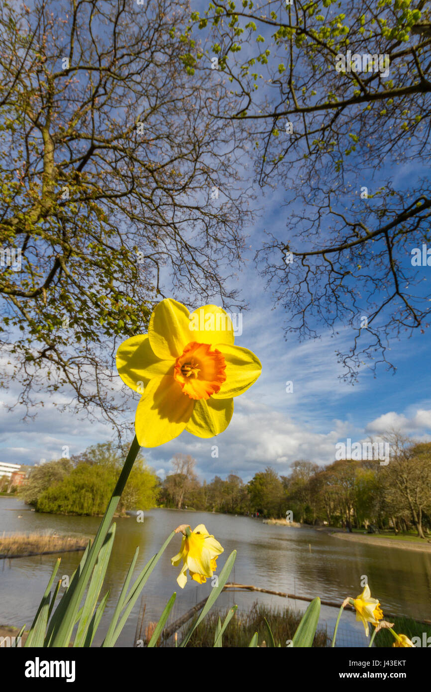 Low angle view of a yellow daffodil flower under trees with pond in the