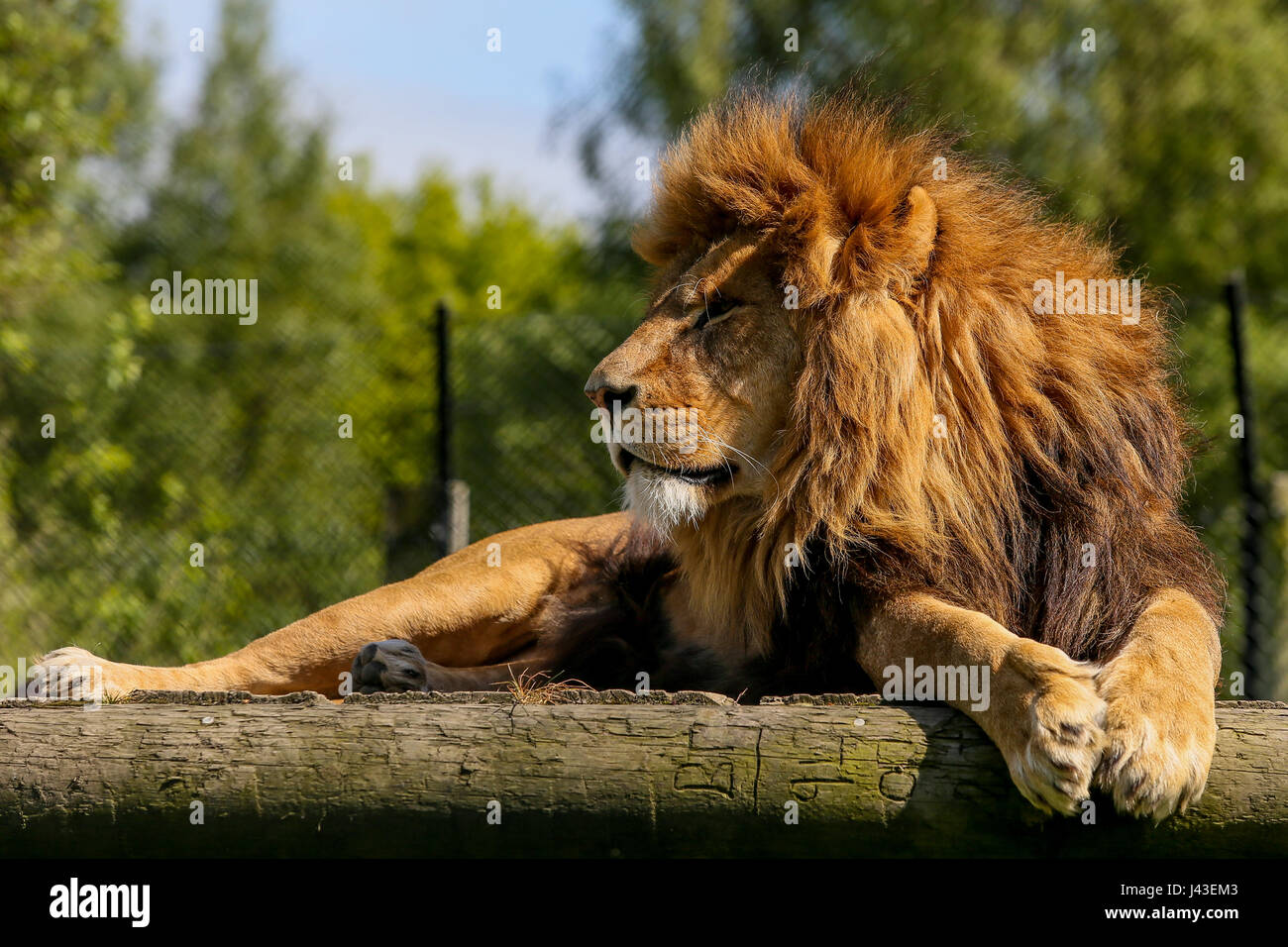 Lion at Knowsley Safari, Prescot, United Kingdom Stock Photo