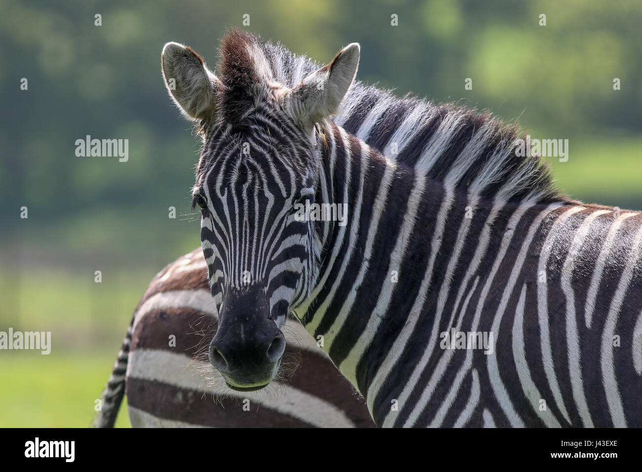 Zebra at Knowsley Safari, Prescot, United Kingdom Stock Photo