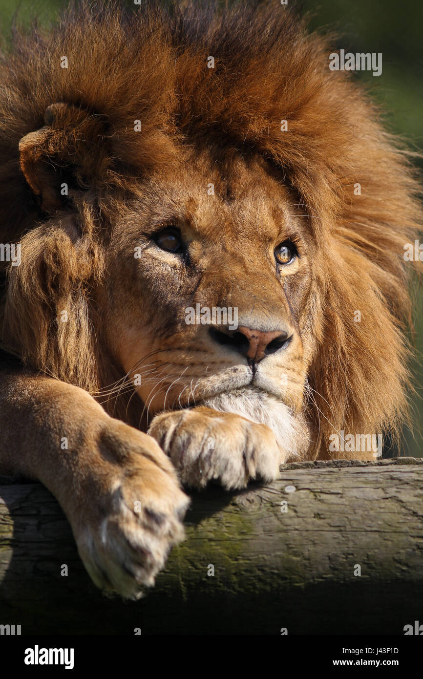 Lion roar close up hi-res stock photography and images - Alamy