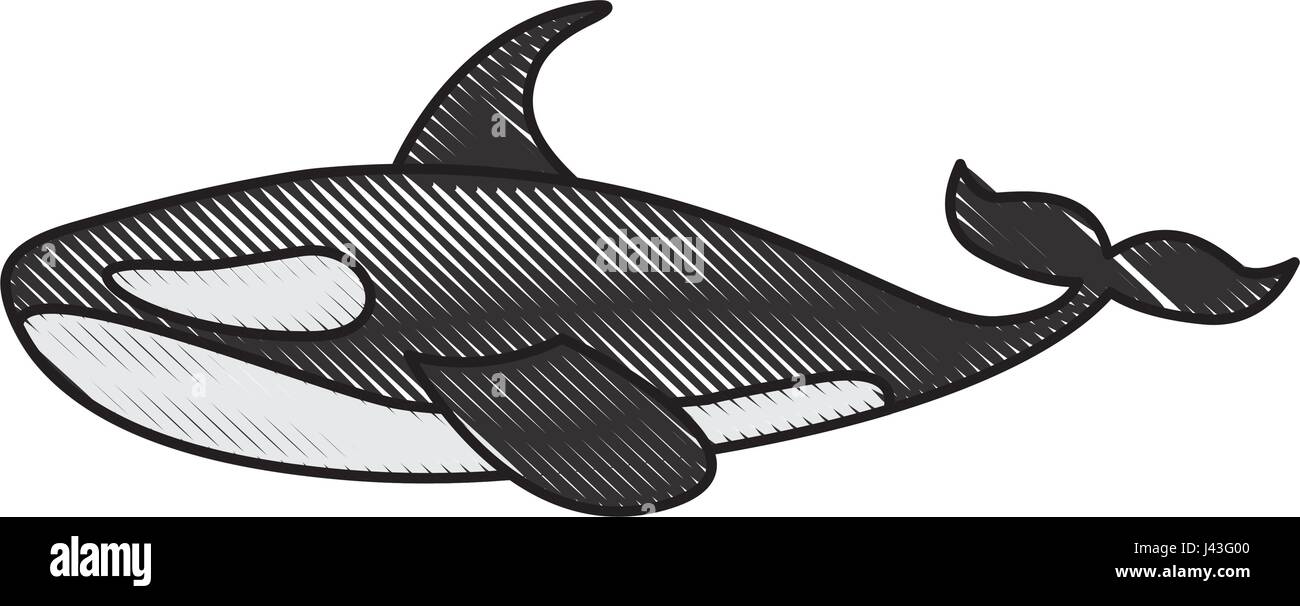 Orca whale isolated icon Stock Vector Image & Art - Alamy