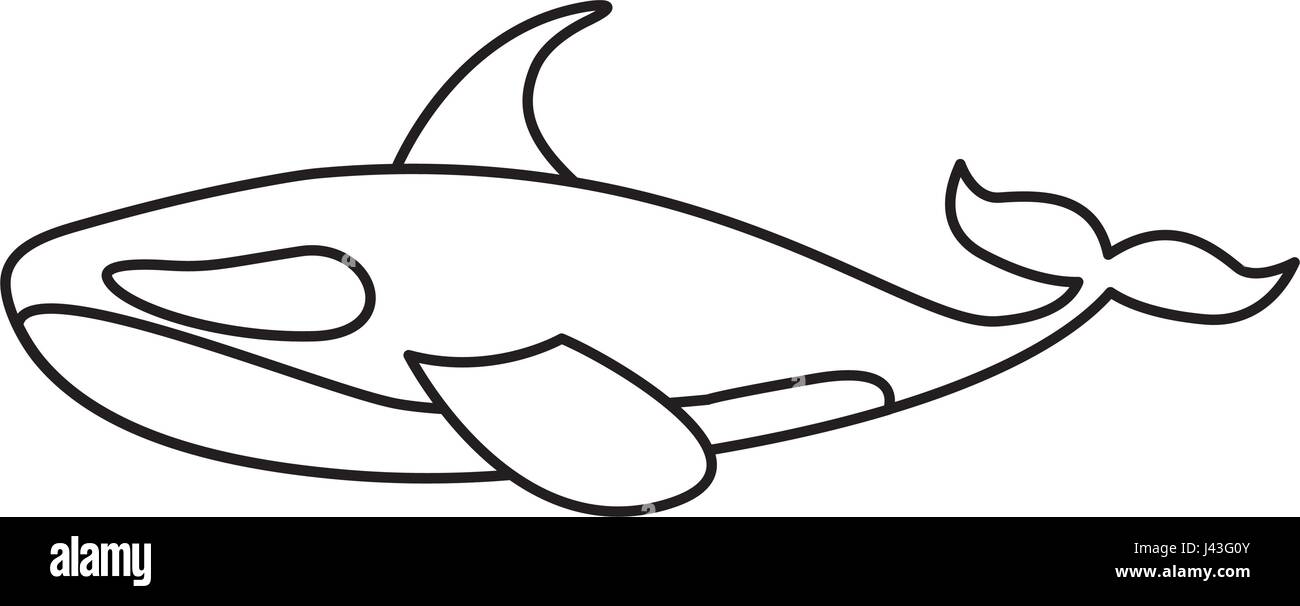 Orca whale isolated icon Stock Vector Image & Art - Alamy